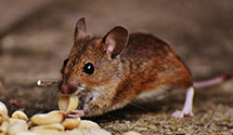 24 Hour & Emergency Exterminators in Urbanette, AR